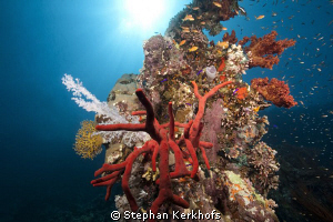 Toxic finger sponge taken Ras Mohammed. by Stephan Kerkhofs 